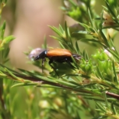 Phyllotocus rufipennis at Symonston, ACT - 19 Nov 2023 12:30 PM