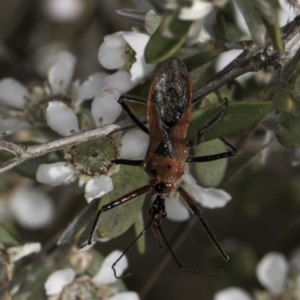 Gminatus australis at McKellar, ACT - 17 Nov 2023