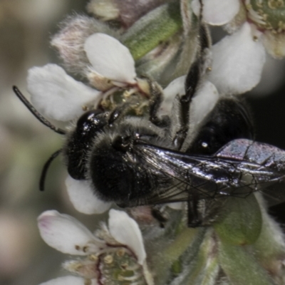 Leioproctus sp. (genus) (Plaster bee) at Croke Place Grassland (CPG) - 17 Nov 2023 by kasiaaus