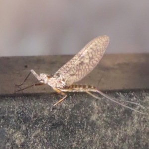 Ephemeroptera (order) at Symonston, ACT - 19 Nov 2023