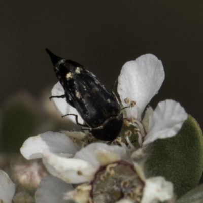 Mordellidae (family) (Unidentified pintail or tumbling flower beetle) at McKellar, ACT - 17 Nov 2023 by kasiaaus