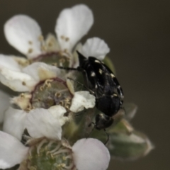 Mordellidae (family) at Croke Place Grassland (CPG) - 17 Nov 2023