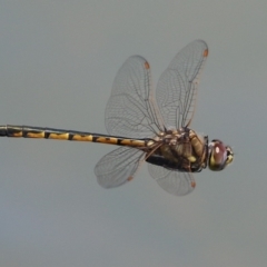 Hemicordulia tau (Tau Emerald) at Symonston, ACT - 19 Nov 2023 by RodDeb