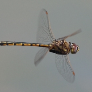 Hemicordulia tau at Symonston, ACT - 19 Nov 2023