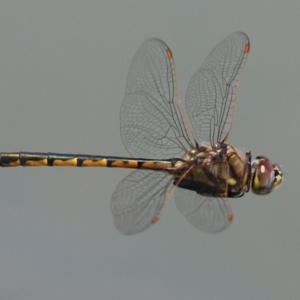 Hemicordulia tau at Symonston, ACT - 19 Nov 2023