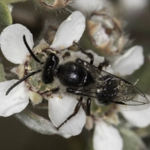 Leioproctus sp. (genus) at Croke Place Grassland (CPG) - 17 Nov 2023