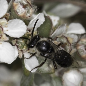 Leioproctus sp. (genus) at Croke Place Grassland (CPG) - 17 Nov 2023