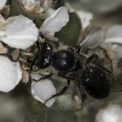 Leioproctus sp. (genus) at McKellar, ACT - 17 Nov 2023 03:01 PM