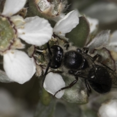 Leioproctus sp. (genus) at McKellar, ACT - 17 Nov 2023 03:01 PM