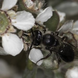 Leioproctus sp. (genus) at McKellar, ACT - 17 Nov 2023 03:01 PM