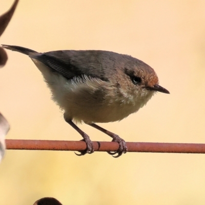 Acanthiza reguloides (Buff-rumped Thornbill) at Wodonga - 18 Nov 2023 by KylieWaldon