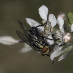 Sarcophagidae sp. (family) (Unidentified flesh fly) at McKellar, ACT - 17 Nov 2023 by kasiaaus