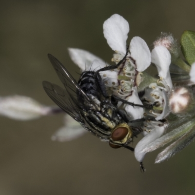 Sarcophagidae (family) (Unidentified flesh fly) at McKellar, ACT - 17 Nov 2023 by kasiaaus