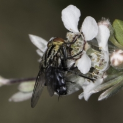 Sarcophagidae sp. (family) at Croke Place Grassland (CPG) - 17 Nov 2023