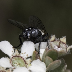 Sarcophagidae sp. (family) at Croke Place Grassland (CPG) - 17 Nov 2023