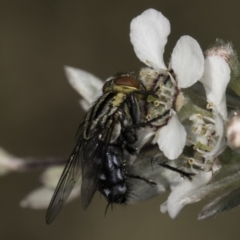 Sarcophagidae sp. (family) at Croke Place Grassland (CPG) - 17 Nov 2023