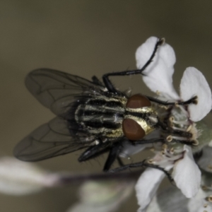 Sarcophagidae sp. (family) at Croke Place Grassland (CPG) - 17 Nov 2023