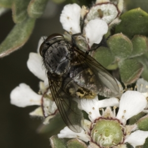 Calliphora stygia at McKellar, ACT - 17 Nov 2023 03:03 PM