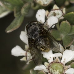 Calliphora stygia at McKellar, ACT - 17 Nov 2023 03:03 PM