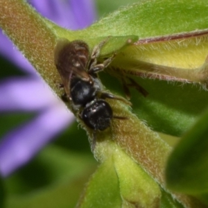 Lasioglossum sp. (genus) at ANBG - 19 Nov 2023 10:14 AM