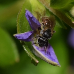 Lasioglossum sp. (genus) at ANBG - 19 Nov 2023 10:14 AM