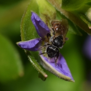 Lasioglossum sp. (genus) at ANBG - 19 Nov 2023