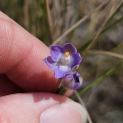 Thelymitra brevifolia (Short-leaf Sun Orchid) at QPRC LGA - 19 Nov 2023 by Csteele4