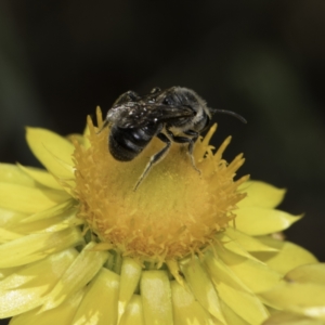 Lasioglossum (Chilalictus) lanarium at Croke Place Grassland (CPG) - 17 Nov 2023