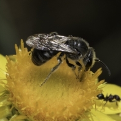 Lasioglossum (Chilalictus) lanarium at McKellar, ACT - 17 Nov 2023 03:07 PM