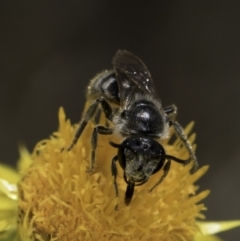 Lasioglossum (Chilalictus) lanarium at Croke Place Grassland (CPG) - 17 Nov 2023