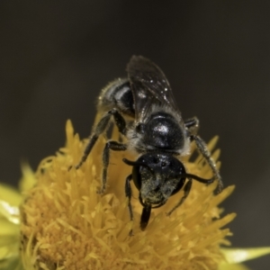 Lasioglossum (Chilalictus) lanarium at McKellar, ACT - 17 Nov 2023