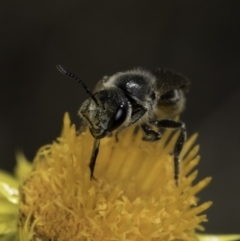 Lasioglossum (Chilalictus) lanarium at McKellar, ACT - 17 Nov 2023