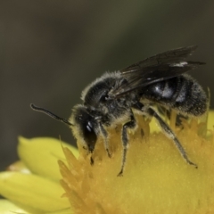 Lasioglossum (Chilalictus) lanarium at Croke Place Grassland (CPG) - 17 Nov 2023