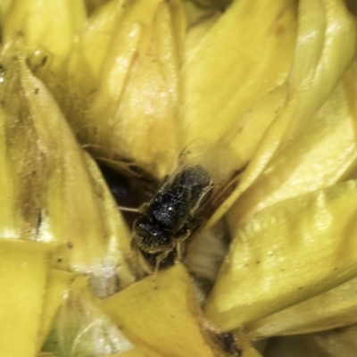 Lasioglossum (Chilalictus) sp. (genus & subgenus) at Croke Place Grassland (CPG) - 17 Nov 2023 by kasiaaus