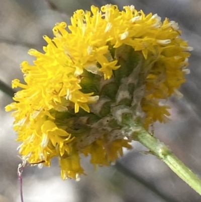 Rutidosis leptorhynchoides (Button Wrinklewort) at QPRC LGA - 19 Nov 2023 by SteveBorkowskis