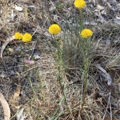 Rutidosis leptorhynchoides at QPRC LGA - suppressed