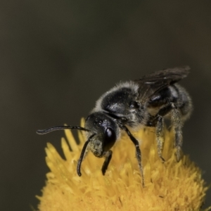 Lasioglossum (Chilalictus) lanarium at Croke Place Grassland (CPG) - 17 Nov 2023