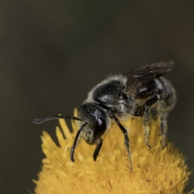 Lasioglossum (Chilalictus) lanarium (Halictid bee) at Croke Place Grassland (CPG) - 17 Nov 2023 by kasiaaus