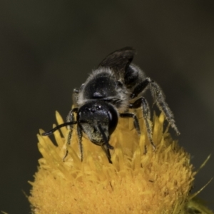 Lasioglossum (Chilalictus) lanarium at Croke Place Grassland (CPG) - 17 Nov 2023