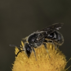 Lasioglossum (Chilalictus) lanarium at Croke Place Grassland (CPG) - 17 Nov 2023