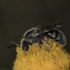 Lasioglossum (Chilalictus) lanarium at Croke Place Grassland (CPG) - 17 Nov 2023