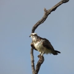 Pandion haliaetus (Osprey) at Beach Holm, QLD - 19 Nov 2023 by TerryS