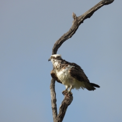 Pandion haliaetus (Osprey) at Beach Holm, QLD - 19 Nov 2023 by TerryS