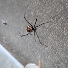 Latrodectus hasselti (Redback Spider) at Page, ACT - 19 Nov 2023 by CattleDog