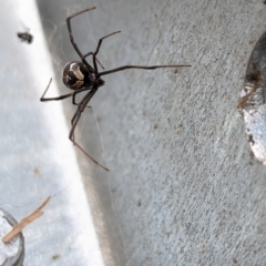 Latrodectus hasselti at Page, ACT - 19 Nov 2023