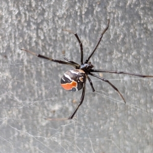 Latrodectus hasselti at Page, ACT - suppressed