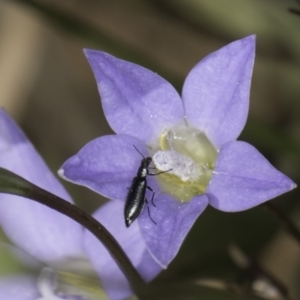 Dasytinae (subfamily) at Croke Place Grassland (CPG) - 17 Nov 2023