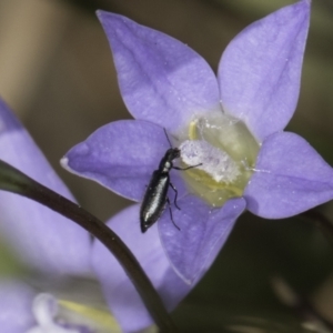 Dasytinae (subfamily) at McKellar, ACT - 17 Nov 2023 03:11 PM