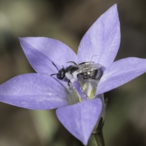 Lasioglossum (Chilalictus) sp. (genus & subgenus) at Croke Place Grassland (CPG) - 17 Nov 2023