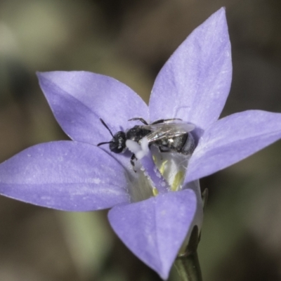Lasioglossum (Chilalictus) sp. (genus & subgenus) (Halictid bee) at Croke Place Grassland (CPG) - 17 Nov 2023 by kasiaaus